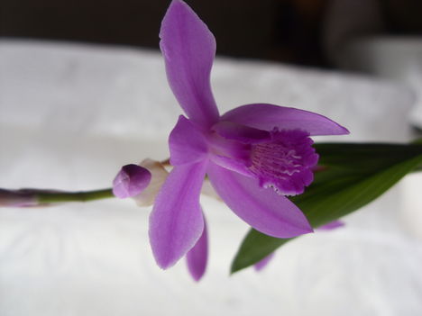 Kerti Orchidea