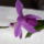 Kerti_orchidea_1084046_8458_t