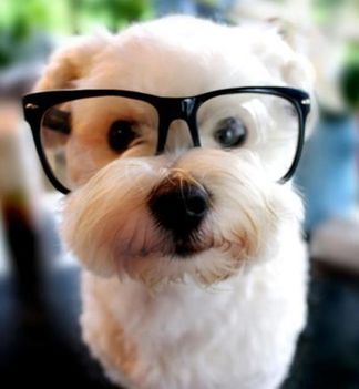 Kutya szemüvegben