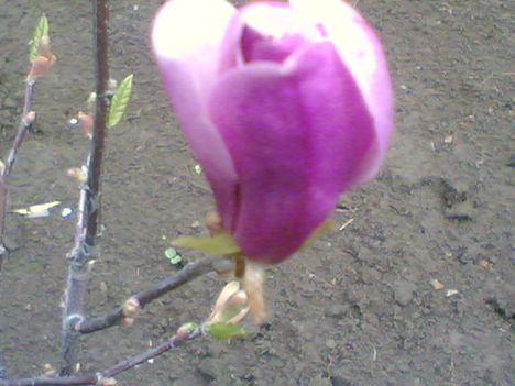 liliomfa virága közelről