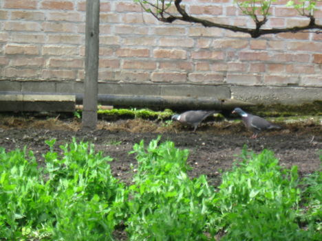 Örvös galambok élelem után kutatnak a kertben