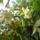 Begonia-002_1851366_4531_t