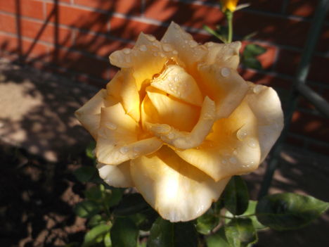 DSCF6658