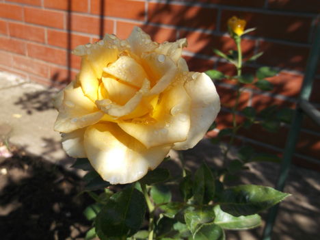 DSCF6659