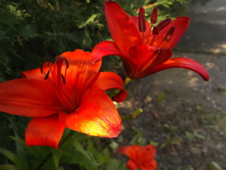 DSCF6664