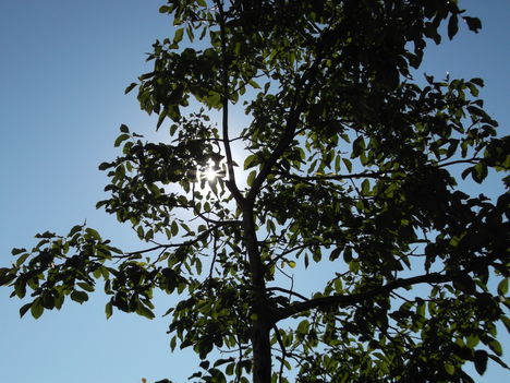 DSCF6678