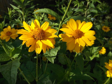 DSCF6681