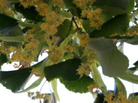 DSCF6684
