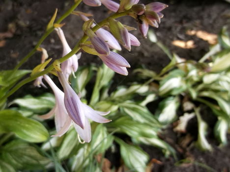 DSCF6688