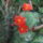 Dscf8875_1851828_5756_t