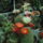 Dscf8876_1851824_7015_t