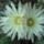 Dscf8919_1851842_2219_t