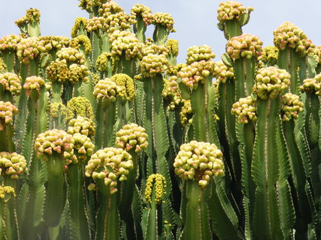 Kaktusz (2)