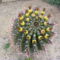 Kaktusz (3)
