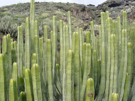 Kaktusz (5)
