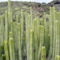 Kaktusz (5)
