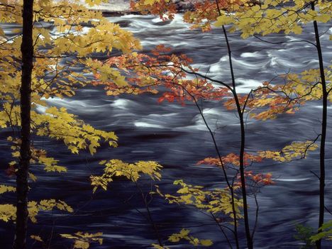 Autumn Colors a Rushing River