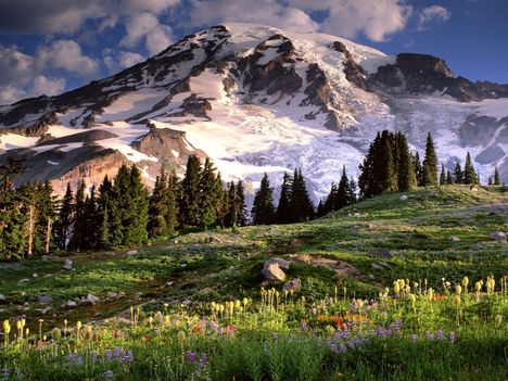 Blooming Wildflowers and Mount Rainier Washington