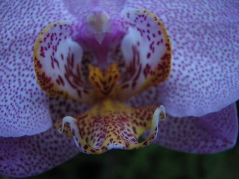 Phalaenopsis hibrid 1