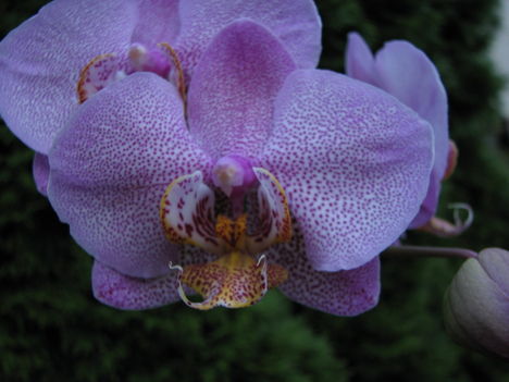 Phalaenopsis hibrid 2