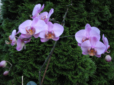 Phalaenopsis hibrid 3