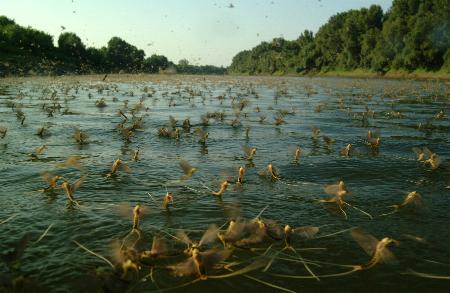 Tisza virágzása .: Dáma Lovag Erdős Anna