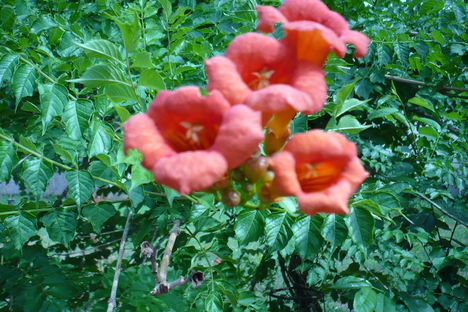 Trombita folyondár - Ezt a virágot Csorváson fotóztam.