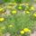 Cipruska_1855510_1156_t