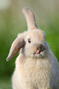 cute-bunnies-tongues