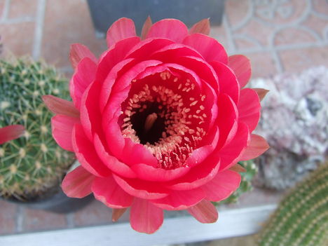 DSCF9016
