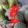Dscf9068_1855682_2633_t