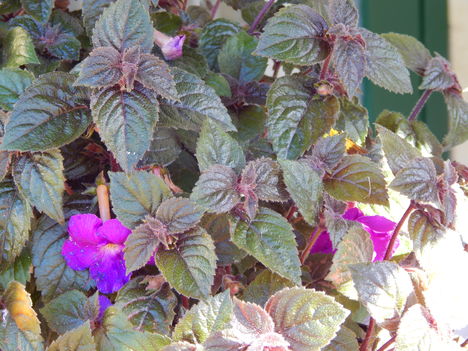 DSCN6053