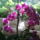 Orchidea_1855967_9776_t