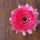 Dscf9178_1858239_2379_t