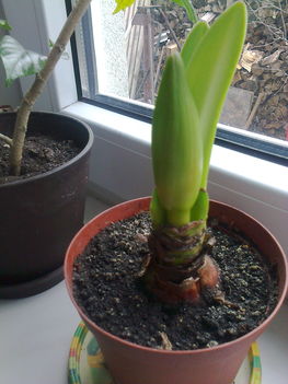 amaryllis bimbósan