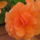 Begonia-001_185963_40947_t