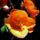 Begonia-004_185945_37256_t