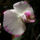 Cirkas_orhidea__kozelrol_185333_57498_t