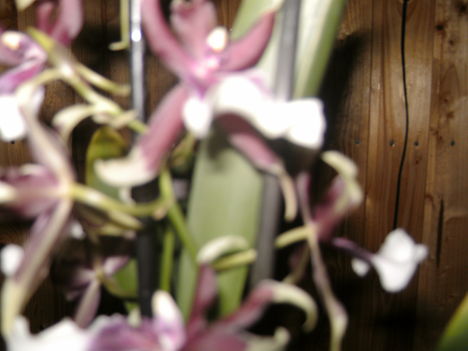colmanara orchidea 
