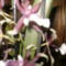 colmanara orchidea 