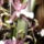 Colmanara_orchidea_1085617_4340_t