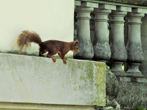 Füérradványi park kis mókus
