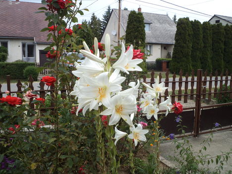 júniusi virágok