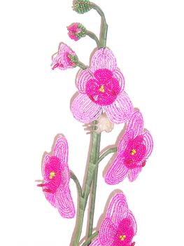 orchidea 5