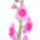 Orchidea_5_1085901_7988_t