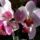 Orhide_furtokbe_185343_71245_t