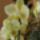 Orhidea-001_185339_55052_t