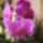 Orhidea-002_185337_17652_t