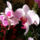 Orhidea-005_185331_32365_t
