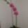 Orhidea_1805788_4712_t